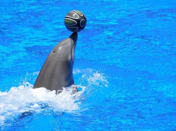 Výlet na delfíní show – delfinárium z Hurghady
