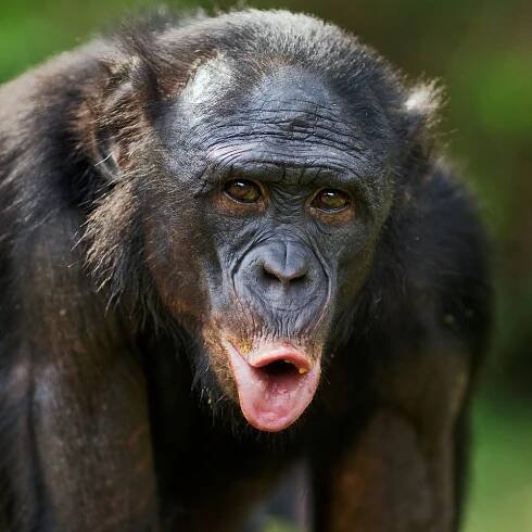 Bonobo Calls Are More like Human Language Than We Thought