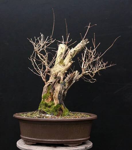 Lonicera tatarica #03 – BonsaiMoravia