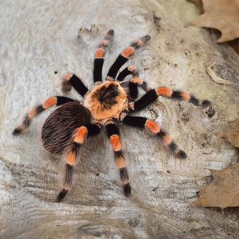 Sklípkan Smithův - Brachypelma smithi | Super zoo