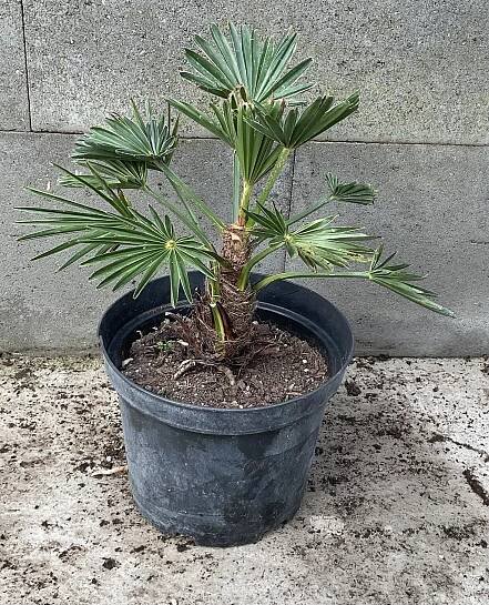 Trachycarpus wagnerianus, cca 20-25 cm 
