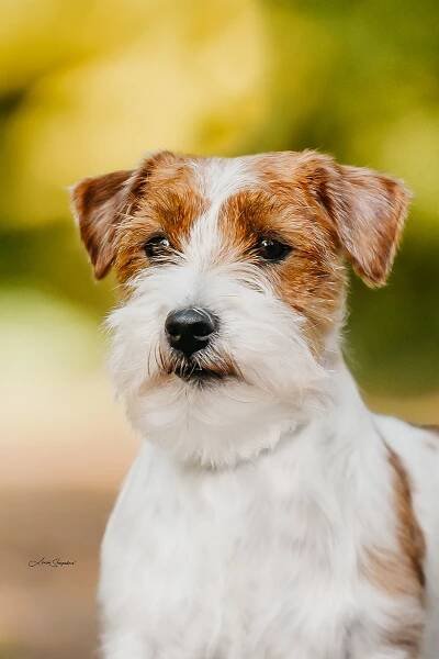 G vrh od Hadího potoka – Jack Russell teriér od Hadího potoka