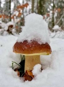Kde rostou houby 2024 aktuálně, Kam na houby? | NaturAtlas.cz