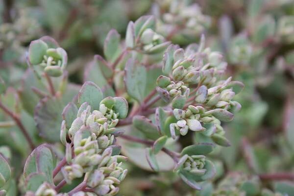 Sedum Cauticola | Succulent City