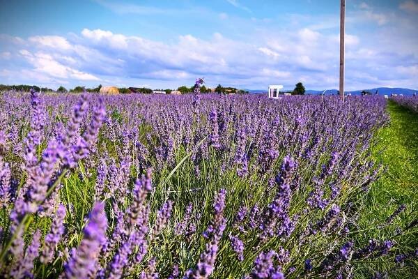 VIDEO: V podhůří Beskyd jako v Provence. Sezona v levandulovém moři vrcholí