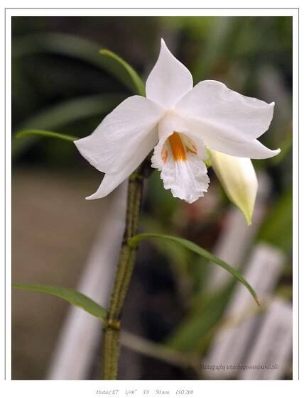 Orchideeënkring groot Rotterdam, Foto's Hortus Leiden