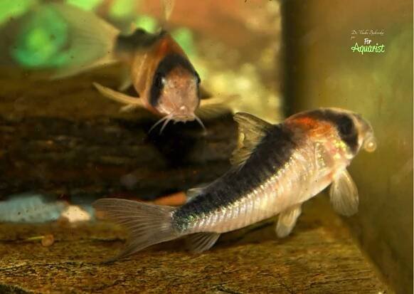 Corydoras burgessi - Ve stínu Burgesse: Tajemství pancéřníčků z Rio Negro
