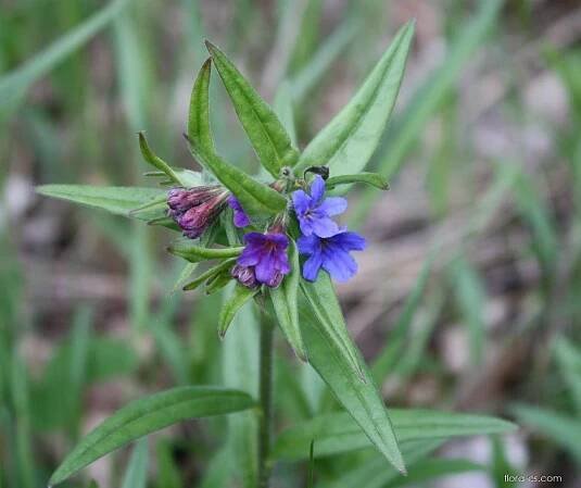 Kamejka modronachová (Aegonychon purpurocaeruleum)
