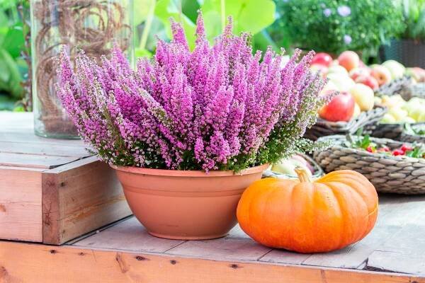 Rozkvetlý balkon nebo parapet i přes zimu: vysaďte si vřesy a vřesovce do truhlíků. Návod, jak je správně pěstovat
