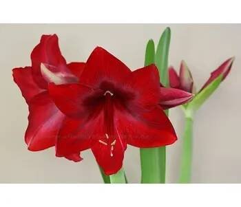 Amarylka Red Pearl ® 1 ks
