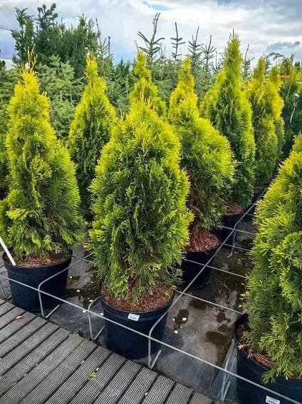TUJA GOLDEN SMARAGD Zerav západní, krásná velká sazenice Latinský název thuja occidentalis 'smaragd'