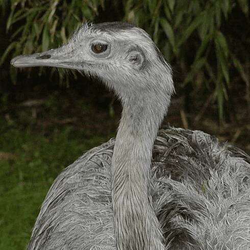 Nandu