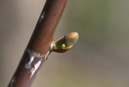 Šácholan obvejčitý (Magnolia obovata)