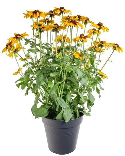 Třapatka, Rudbeckia Sunbeckia, žluto - hnědá, velikost kontejneru 5 l | ZAZUMi.cz