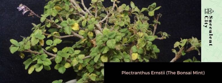 Plectranthus Ernstii (The Bonsai Mint)