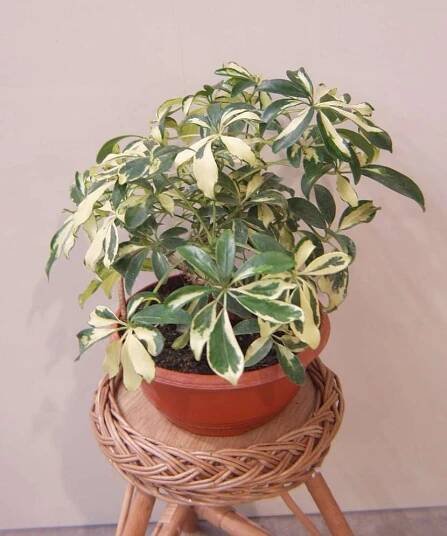 Šeflera paprskolistá (Schefflera arboricola)