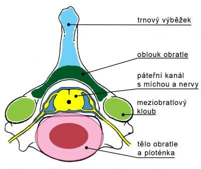 Schéma obratle - normální anatomie