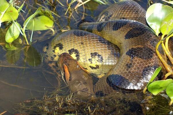 Amazon Jungle Anaconda