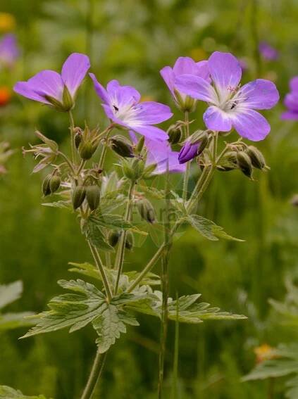 Geranium sylvaticum - Geraniaceae,Plantae,Pteridobiotina,Angiosperms,Geraniales,Geraniaceae,Geranium,Geranium sylvaticum,Geranium alpestre, Geranium angulatum, Geranium argenteum, Geranium caeruleopurpureum, Geranium caroli-principis, Geranium eglandulosum, Geranium endressii var. glandulosum, Geranium fastigiatum, Geranium lemanianum, Geranium losae, Geranium pratense subsp. sylvaticum, Geranium purpureocaeruleum, Geranium ranunculifolium, Geranium striatum, Geranium sylvaticum f. minoriflorum, Geranium sylvaticum f. sublilacinum, Geranium sylvaticum subsp. lemanianum, Geranium sylvaticum var. eglandulosum, Geranium sylvaticum var. fastigiatum, Geranium sylvaticum var. fastigiatum, Geranium sylvaticum var. ferrugineum, Geranium sylvaticum var. glabriusculum, Geranium sylvaticum var. glanduligerum, Geranium sylvaticum var. minus, Geranium sylvaticum var. parviflorum, Geranium sylvaticum var. parviflorum, Geranium sylvaticum var. vestitum, Geranium sylvestre, Geranium transsylvanicum, Geranium venosum,Wald-Storchschnabel;wood crane's-bill;woodland geranium;Géranium des bois;géranium des forêts;pied de perdrix;geranio de bosque;Geranio silvano;geranio silvestre;vit-plister;bosooievaarsbek;герань лесная;orman ıtırı;kamaroshe;kamaroshe e pyllit;gerani de bosc;šumska iglica;vit-noppa;skogsnäva;midsommarblomster;skov-storkenæb;bodziszek leśny;gozdna krvomočnica;erdei gólyaorr;kakost lesní;fratele priboiului;pakost lesný;герань альпійська;герань лісова;горски здравец;mets-kurereha;meža gandrene;sjuskjære;metsäkurjenpolvi;blágresi;шумска иглица;miškinis snaputis