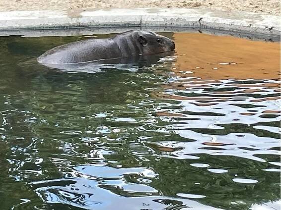 Zájezd- ZOO Dvůr Králové nad Labem - Fotogalerie - Obec Malá Roudka - Skočova Lhota