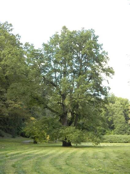 dub letní "Faustův dub" - Průhonický park