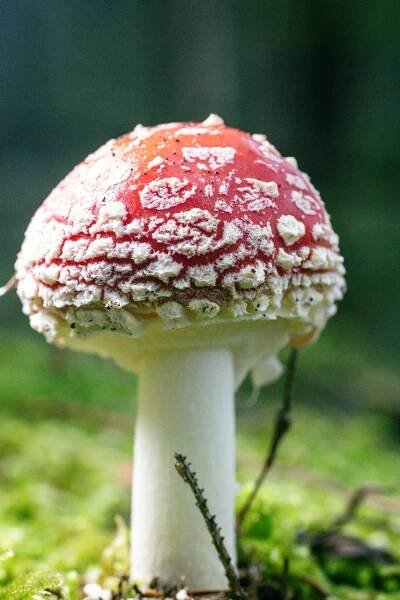 Free Detailed shot of a Fly Agaric mushroom (Amanita muscaria) in Kapfenberg forest, Austria. Stock Photo