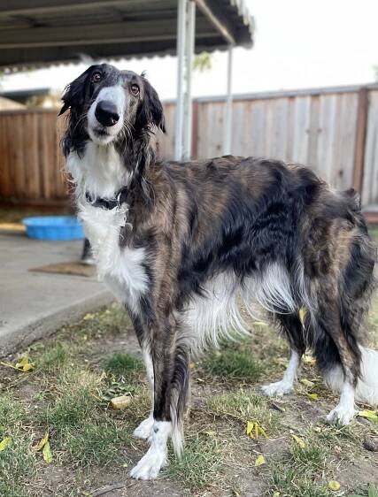Tasha