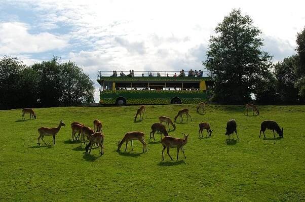 ZOO ve Dvoře Králové otevírá unikátní Safari kemp