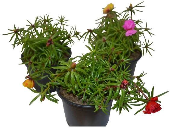 Šrucha velkokvětá barevný mix, průměr květináče cca 9 cm
