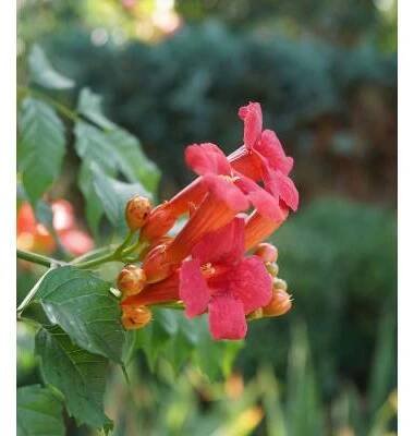 Trubač kořeňující - Campsis radicans - prodej semen - 10 ks