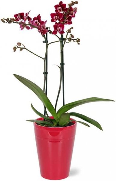 Orchidej motýlokvětá "Red Lip" červená 2 výhony v keramické nádobě pr. cca 12 cm