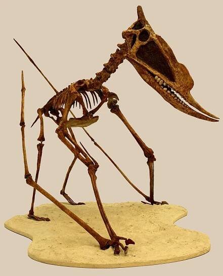 Dsungaripterus – Wikipedie