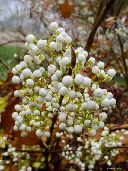 Krásnoplodka japonská (Callicarpa japonica var albifructus)