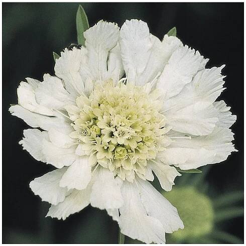 SCABIOSA - hlaváč - Lukon Glads s.r.o.