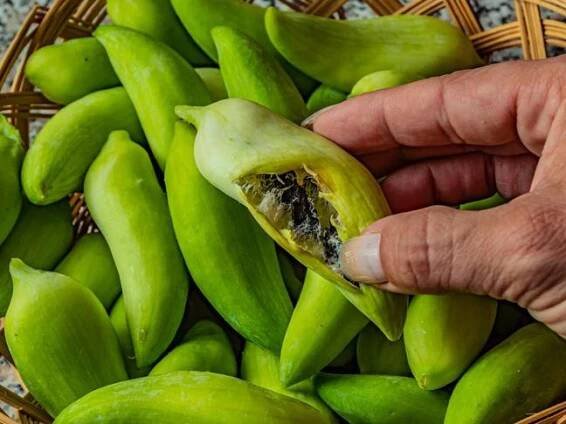 Ačokča  | Achocha, Andská okurka, Caigua, Mexická okurka, Papriková okurka | Cyclanthera pedata