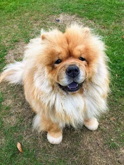 My Dog Friendly London Richmond Clover the Chow Chow 8