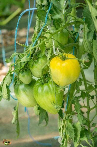 Seedling Follow-up 2016 | Tomatofifou