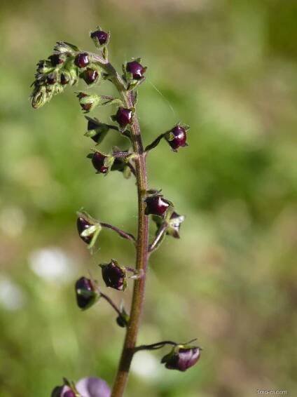 Divizna brunátná (Verbascum phoeniceum)