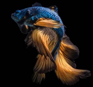 Beta fish stock fotografie, royalty free Beta fish obrázky | Depositphotos