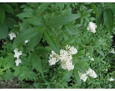 Ptačí zob obecný (Ligustrum vulgare)