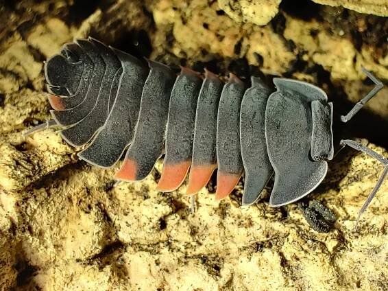 Merulanella lava