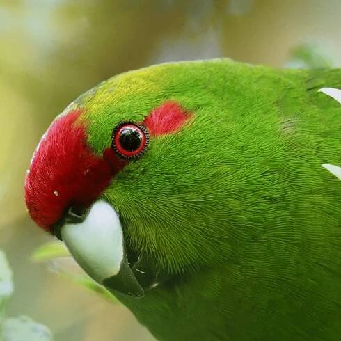 Kākāriki / Cyanoramphus auriceps - MyNativeForest