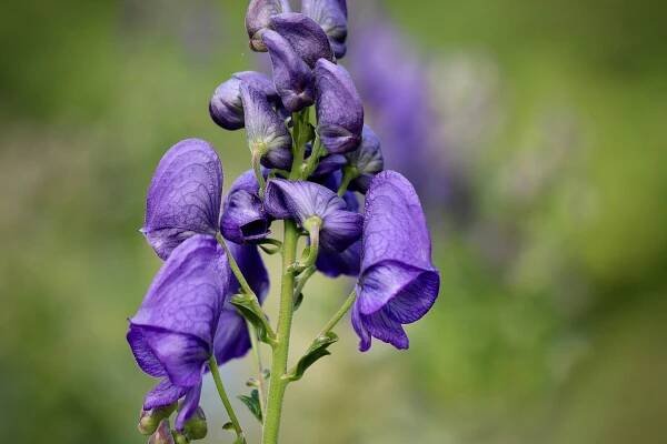HOMEOPATICKÉ BYLINKY - Aconitum AKH