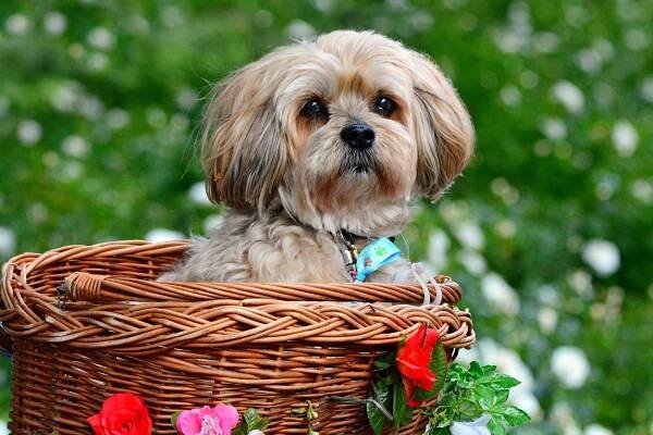 Lhasa Apso malý mazlík, tvrdohlavý společník