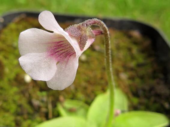 Pinguicula grandiflora subsp. rosea