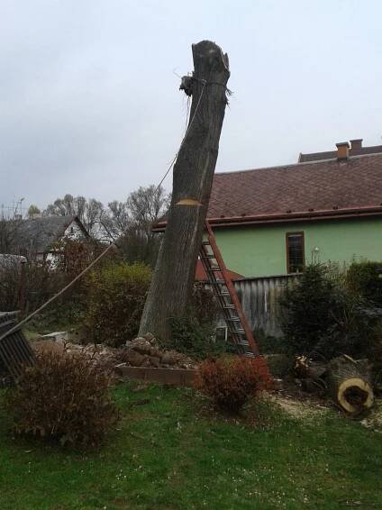 Kácení stromu duté lípy | Nátěry střech, rekonstrukce střech, výškové práce, nátěry fasád