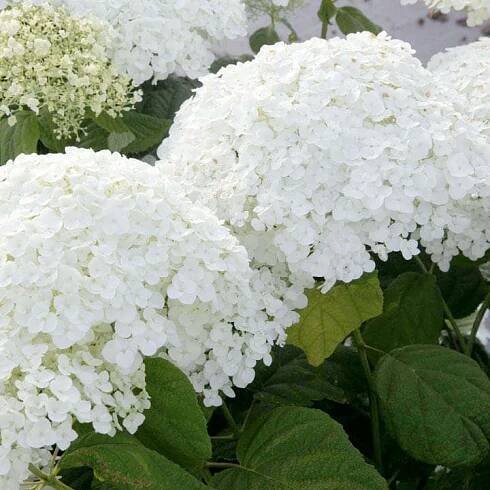 Hydrangea arborescens Annabelle - rostoucí na Sibiři, video