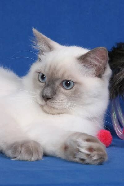 Koťátka | Ragdoll cat TONATIRAGS