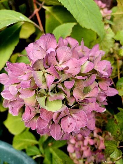 Hortenzie velkolistá Bailmer (Hydrangea macrophylla)