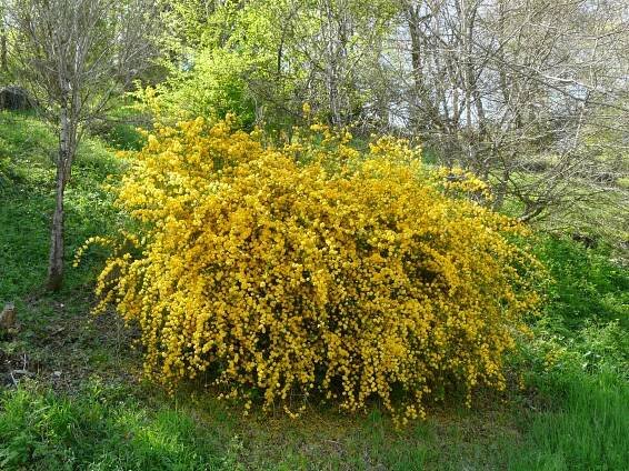 Zákula japonská PENIFLORA